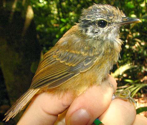 # Individuals Captured: 655 Similar Species: None. Hypocnemis cantator cantator Warbling Antbird Measurements: Wing 49.0-57.0 (52.6 ± 1.5; n239) 47.0-56.5 (51.2 ± 1.4; n185) Tail 36.0-47.0 (41.3 ± 1.