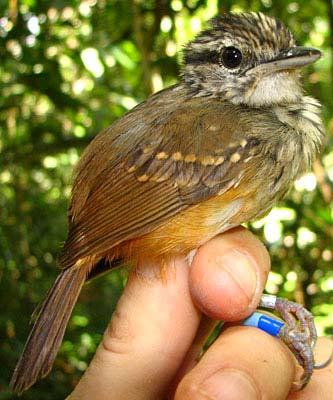 Hypocnemis cantator cantator Warbling Antbird FORMATIVE I: - Like definitive with brown and tan head stripes, but note molt