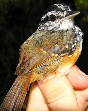 Hypocnemis cantator cantator Warbling Antbird BASIC II: - The definitive