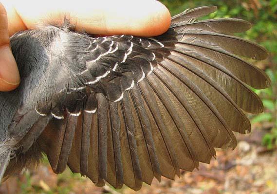 Wing covs lack molt limits and all are black with white fringe to tip. The iris is red.