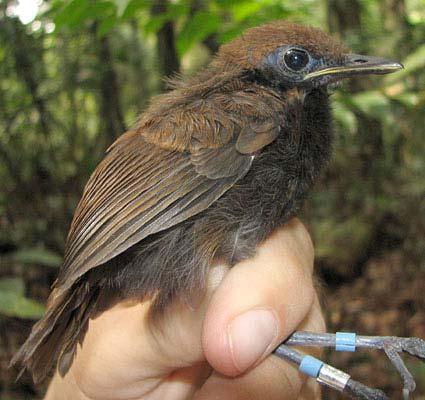 Myrmeciza ferruginea ferruginea Ferruginous-backed Antbird # Individuals Captured: 278 Similar Species: None. Measurements: Wing 56.0-67.0 (63.0 ± 1.9; n103) 57.0-66.0 (61.7 ± 1.9; n73) Tail 45.0-63.