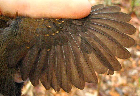 leucostigma, but with paler throat than chest (not nearly concolor) and brown tones in crown contrasting with grayish mask. Measurements: Wing 52.0-57.0 (54.6 ± 1.9; n12) Tail 50.0-56.5 (54.4 ± 2.