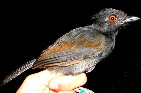Frederickena viridis (no subspecies) Black-throated Antshrike # Individuals Captured: 110 Band size: H Similar Species: most like Percnostola rufifrons, but larger and lacks white-tipped wing covs.