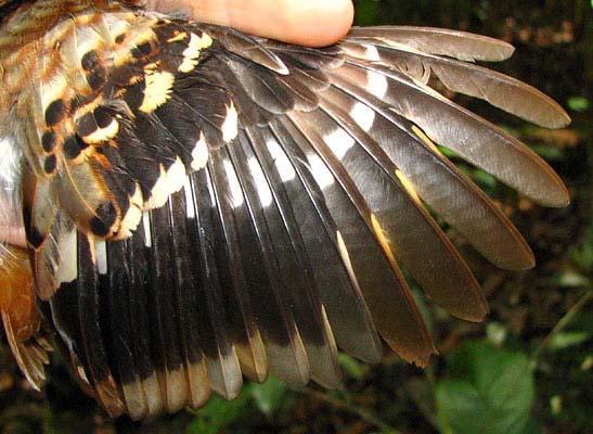 # Individuals Captured: 196 Similar Species: None. Myrmornis torquata torquata Wing-banded Antbird Measurements: Wing 88.0-98.0 (92.6 ± 2.7; n61) 84.0-99.0 (91.6 ± 2.6; n55) Tail 34.0-45.0 (38.7 ± 2.