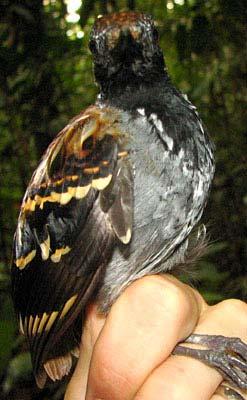 Myrmornis torquata torquata Wing-banded Antbird FORMATIVE I: : Not