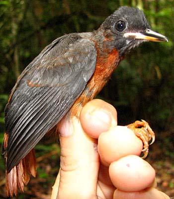 # Individuals Captured: 2140 Pithys albifrons albifrons White-plumed Antbird Band size: F Similar Species: No other species has a distinctive white crest.