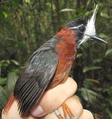 Pithys albifrons albifrons White-plumed Antbird PREFORMATIVE I: = The adult supercilium and crest are