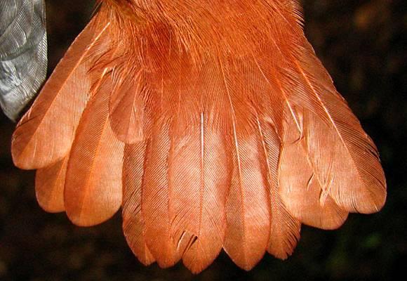 brownish-gray feathers of molting birds to assess age, but beware of worn definitive feathers that