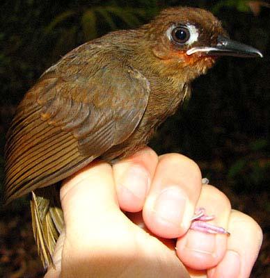# Individuals Captured: 1097 Gymnopithys rufigula Rufous-throated Antbird Band size: G Similar Species: Only Myrmciza ferruginea shares bluish bare skin around the eye, but the plumage is otherwise