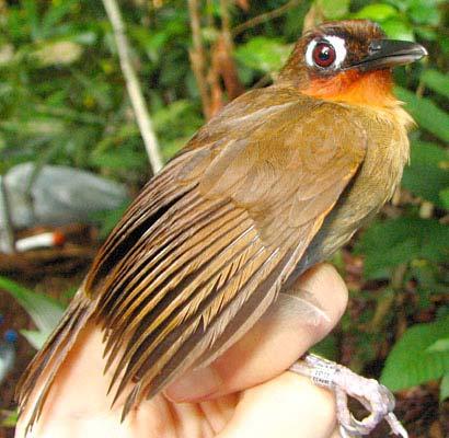 Gymnopithys rufigula Rufous-throated Antbird PREFORMATIVE I: - The definitive plumage.