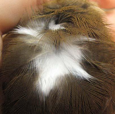 Flight feathers and wing covs are brown with hint of olive and can appear similar to
