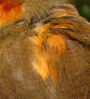 feathers of the same wear. Rects are rounded.