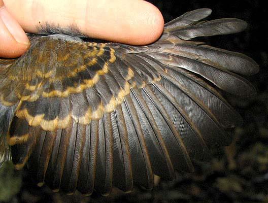# Individuals Captured: 1569 Willisornis poecilinotus Scale-backed Antbird Band size: E Similar Species: No other antbird has extensive scaling on back and wing covs. Measurements: Wing 57.0-70.0 (64.
