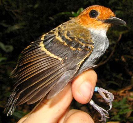 Willisornis poecilinotus Scale-backed Antbird BASIC II: - The definitive plumage.