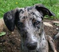 Thank you for your interest in adopting a Catahoula from Catahoula Rescue of New England.