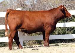 06 API 103 Kashmere is a donor we own in partnership with Sunset View and Double R Simmental.