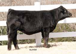 12 API 115 Oval F Ringleader did a nice job in his producing ability with Kashmere. A small framed black heifer that is attractive and straight in her lines.