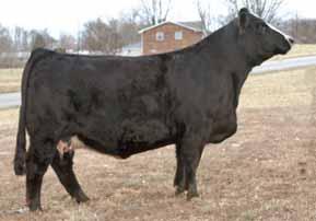 Jewell 5 BW 1.3 WW 33 YW 63 M 5 MM 11 MWW 28 Marb 0.10 REA 0.49 API 103 This thick made female has that extra base width and dimension to be a top brood cow.