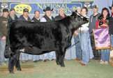 This royal pedigree has purple already in it with SVF Expectation winning the National Western Stock Show in Denver.