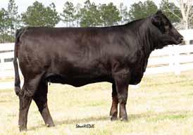 Delight 21D 3 BW 3.3 WW 33 YW 54 M 6 MM 4 Marb 0.11 REA 0.01 API 93 By the looks of S691, Red Label was a great choice when incorporated with Big Sky. S691 is a WOW Cow.