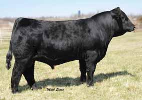 This red powerhouse will have a black homozygous polled calf in December by SVF Star Player. SO3 is homozygous polled. AI to LMF Movin Forward, ASA# 2429130 on 1-31-10.
