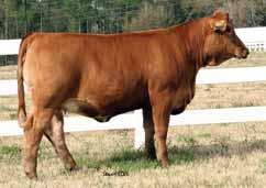 W124 has all the right EPDs study the cows in her pedigree. AI to HTP SVF Duracell, ASA# 2392068 on 3-30-10.