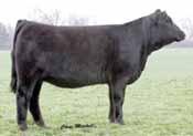 He is active and mobile plus expresses a big foot and a overall extremely sound structure. The progeny are all thick butted, soft middled, sound and attractive.