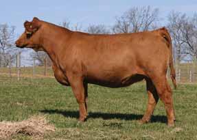 Dew it Right did it again producing a very marketable female with strong EPDs. She will show.