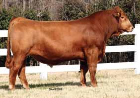This young donors progeny is just starting to shine so you have the choice to add this female to your program.