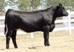 PE to Welshs Dew It Right, ASA# 2403649, from 3-22-10 to 5-07-10 Lot 151, 152, and 153 - RF Miss L84 is another cow we purchased from Bell Farms.