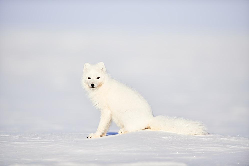 NOVEMBER 21, 2018 INTERMEDIATE Northern Exposure: A Fashion Photographer Pursues Arctic Wolves. What Could Possibly Go Wrong?
