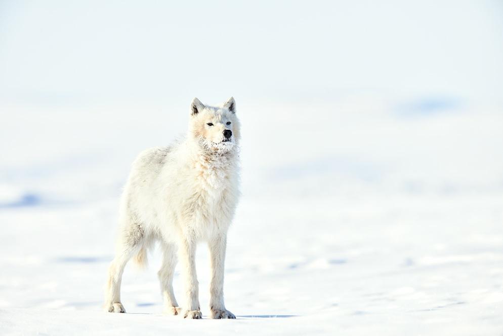 saw the wolves, and when I looked, I saw them in the distance, walking toward us.