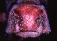 3%) In cattle: bovine viral diarrhea virus (BVD) In muskoxen: BVD like virus No