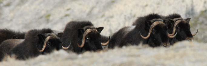 Ongoing Work Long term food security and food safety: Unclear without further sampling Ongoing sampling of muskoxen