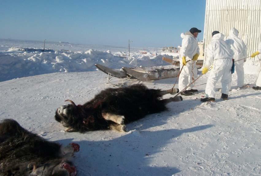 Importance of Muskoxen A healthy muskox population is important to sustain hunting and harvesting Little