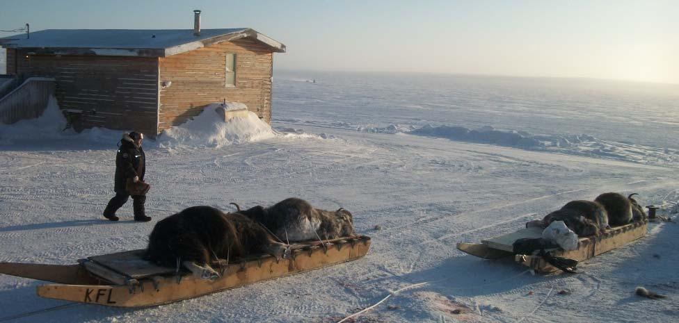 Objectives 1) To determine what pathogens are infecting muskoxen on Victoria Island 2) To gain a greater understanding