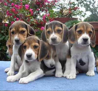 Beagles Beagles are sturdy, compact hunting dogs, similar to foxhounds, only smaller. Their origins can be traced back to England and the 1500s.