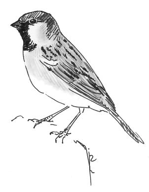 Is the white wing-stripe of male House Sparrows Passer domesticus an indicator of the load of Mallophaga? Gregorio Moreno-Rueda Moreno-Rueda G. 2005.