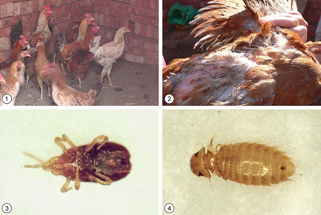 Parasitol Res (2008) 103:481 485 483 Fig. 1 Chicken shamble at test sites Fig. 2 When investigating the chickens, many bloody mite-biting sites are seen Fig. 3 Dead adult D. gallinae from ventral Fig.