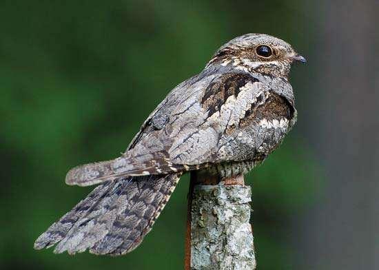 Birds in history The Nightjar or Goatsucker or Whip-poor-will These birds have tiny beaks that open to reveal an impressively large mouth used to catch flying insects, and they are active mainly at