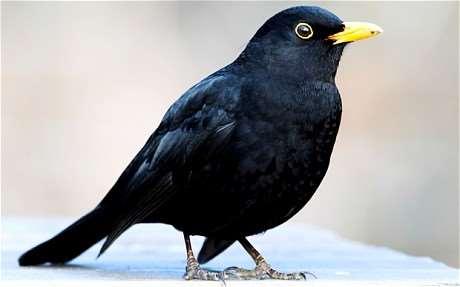 Coaly Bird