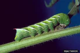 The children decided to ask Google Do caterpillars have pointy and sticky feet? Once we saw this picture we knew we were starting to get closer!