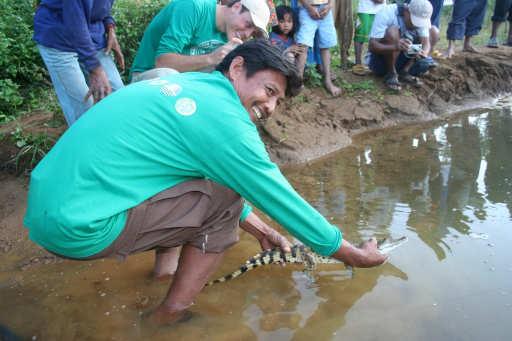 Collected hatchlings are brought to the Municipal Philippine Crocodile Rearing Station in San Mariano Town. Here they are raised in captivity for 14-18 months, after which they are released.