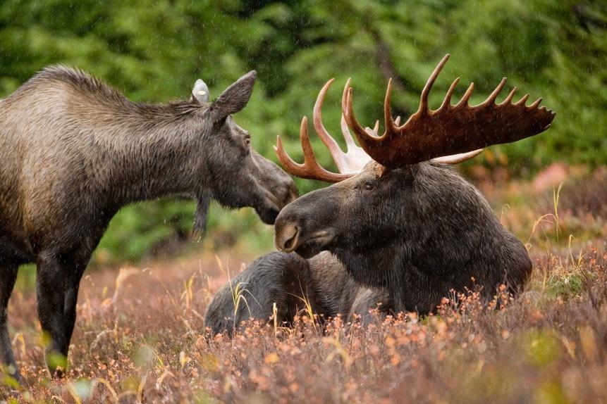 Maine s moose population is estimated to be between 50 and 70 thousand animals. Moose ticks were first documented by biologists in Maine in the 1930 s.