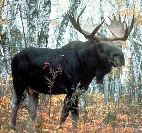 Moose or Winter Ticks are one of only a few one-host ticks in the world and the only one on wildlife. This means that ticks remain on the same animal throughout their life cycle.