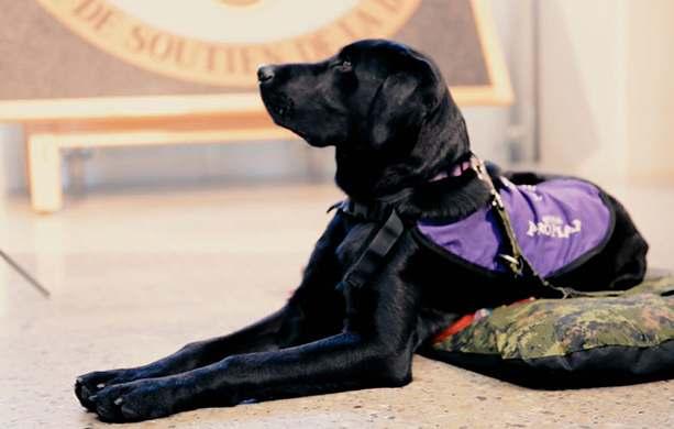 NSD ORTONA NSD Ortona was born February 8, 2016 and was sponsored and named by Wounded Warriors Canada. At 14 weeks of age he flew out to Edmonton where he met his new Puppy Raiser, Capt. Riguidel.