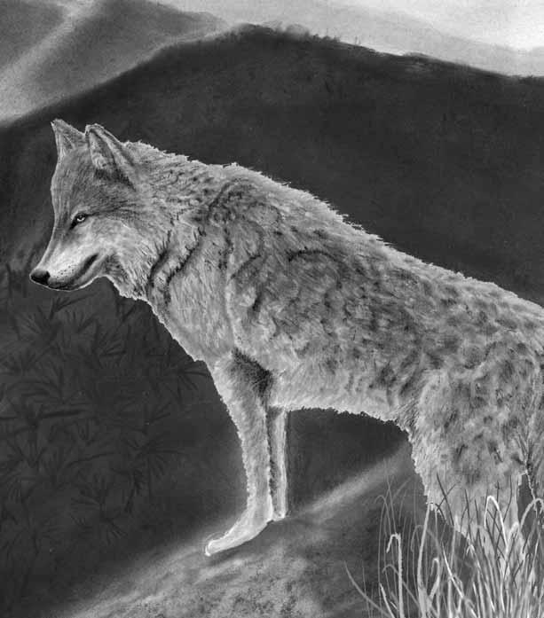 Well those stories are not true they are just ancient fables. These days it is hard to find any stories about wolves that are positive. Many of you know what a reputation (rep) is.