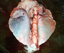 The postmortem examination revealed pneumonia and generalized congestion of lungs, trachea, inter lobular spaces filled with froth, liver slightly inflamed and discolored and spleen hemorrhagic.