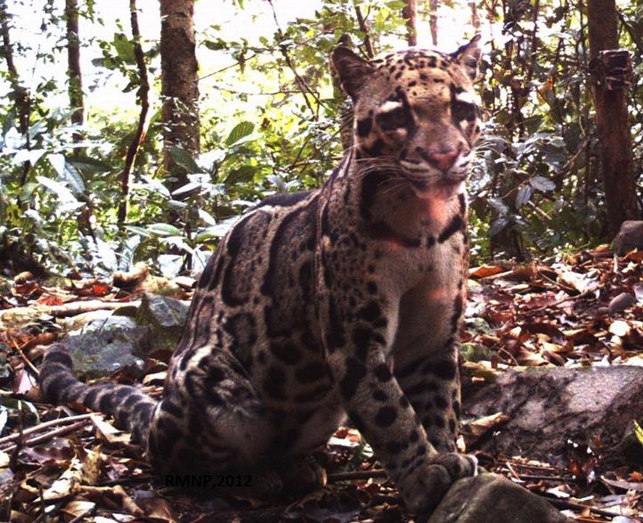 Short Communication The Conservation of clouded leopard Neofelis nebulosa (Griffith, 1821) in Bhutan Ugyen Penjor 1 Camera trap photo of clouded leopard Neofelis nebulosa in RMNP.