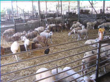 The farm area Awareness to suspected findings in the farm area Awareness to stress or disease symptoms in animals Fencing of the